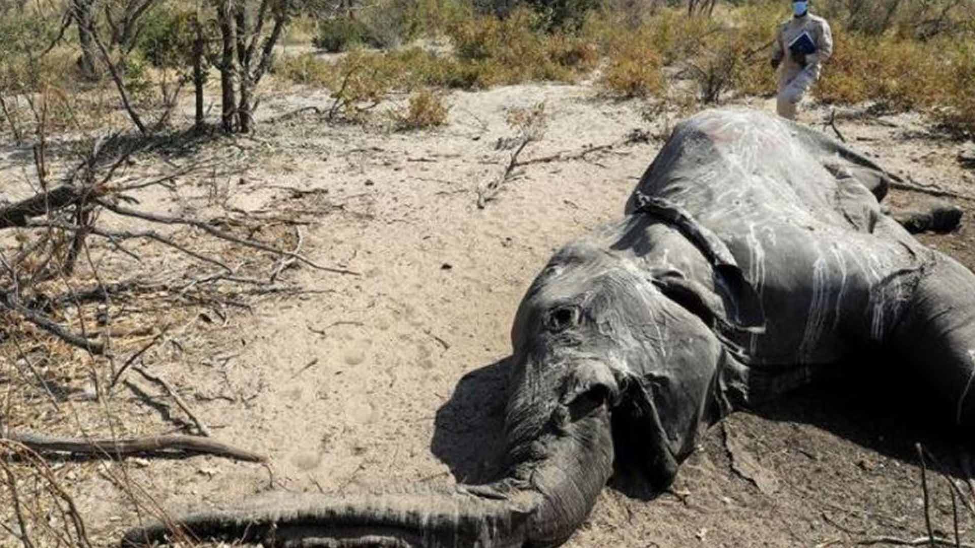 11 elephants die in Zimbabwe's protected forest