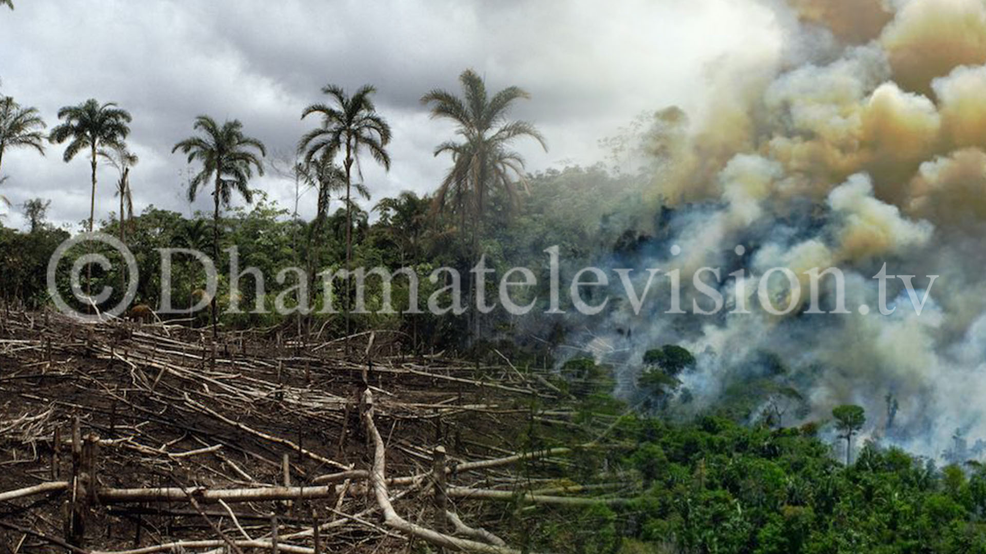 12 years of rapid deforestation on Amazon