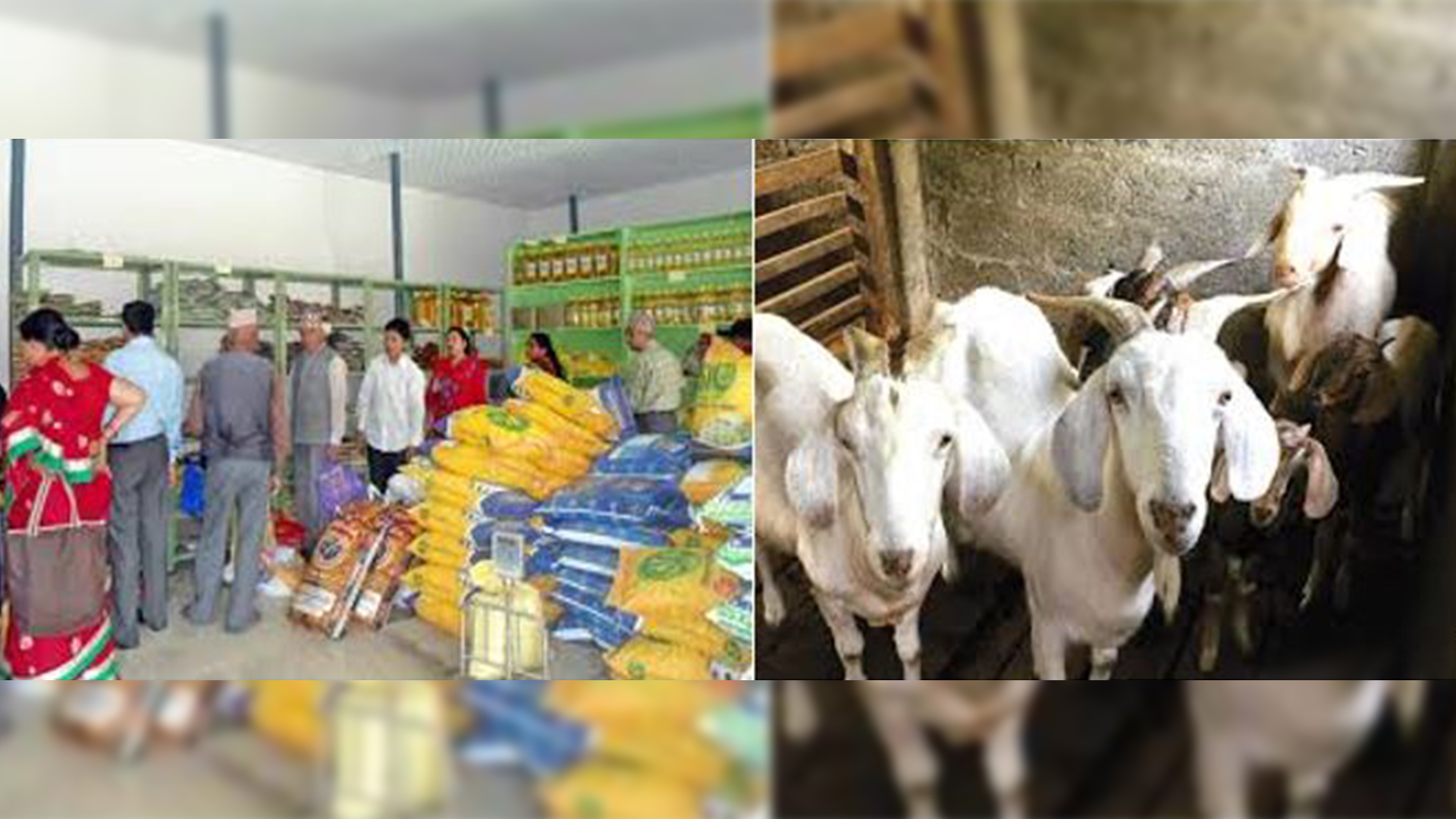 Festival ‘Discounted Shops’ to start operation from today- Goats and Sheeps coming from Dang, Makwanpur and Mustang