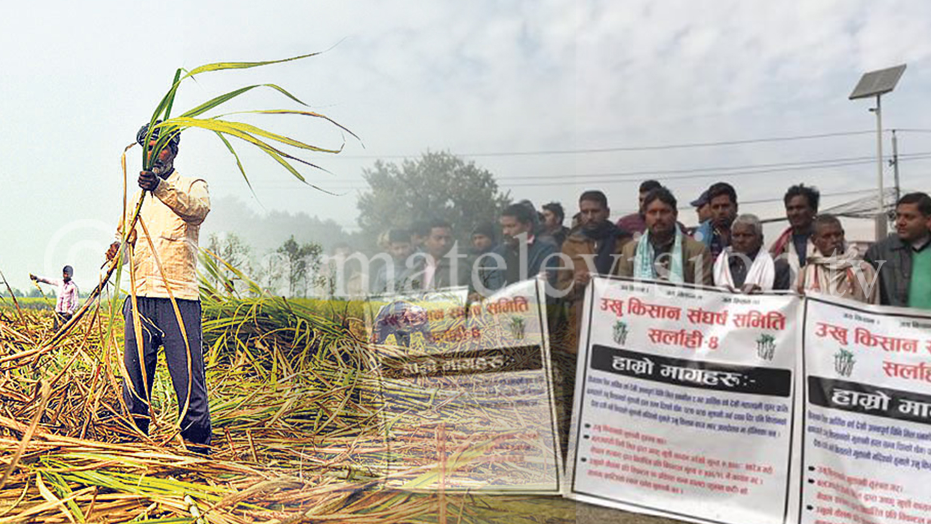 Directs government to address problem of sugarcane farmers within a month