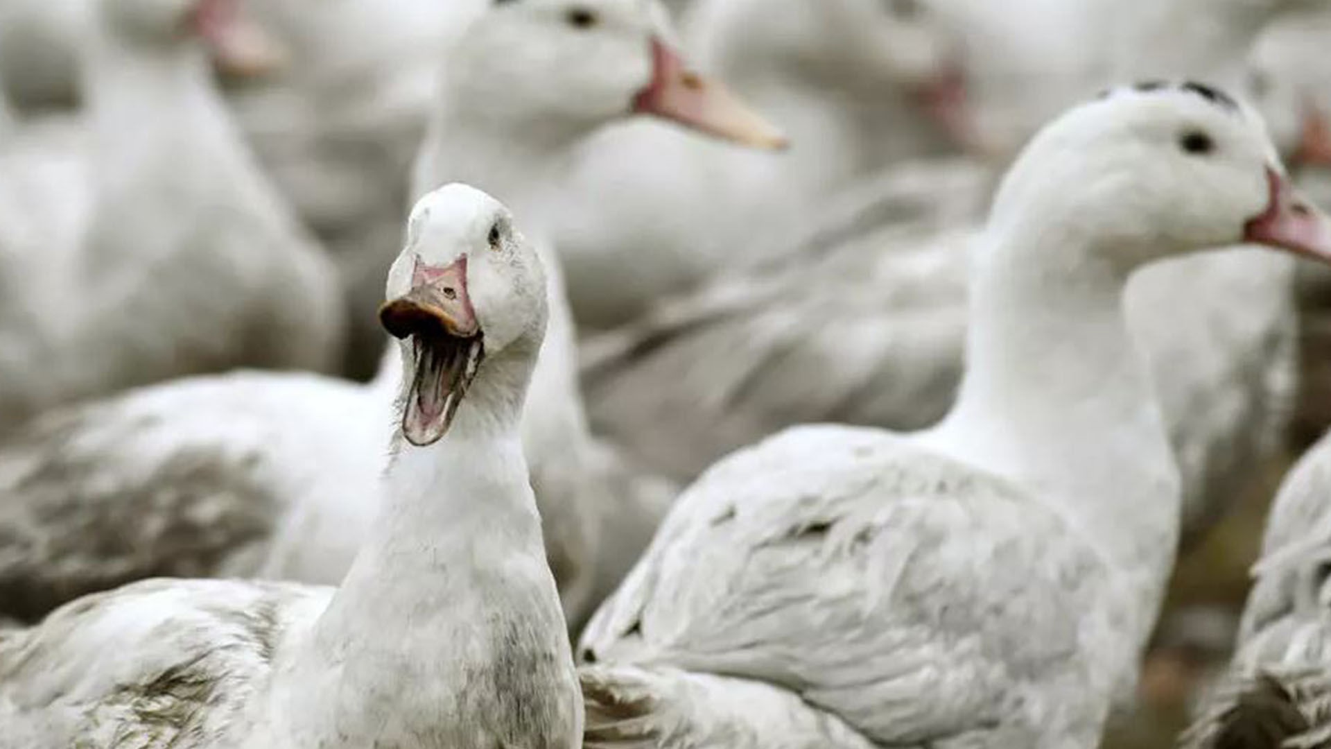 H5N8 avian influenza outbreaks on duck farm
