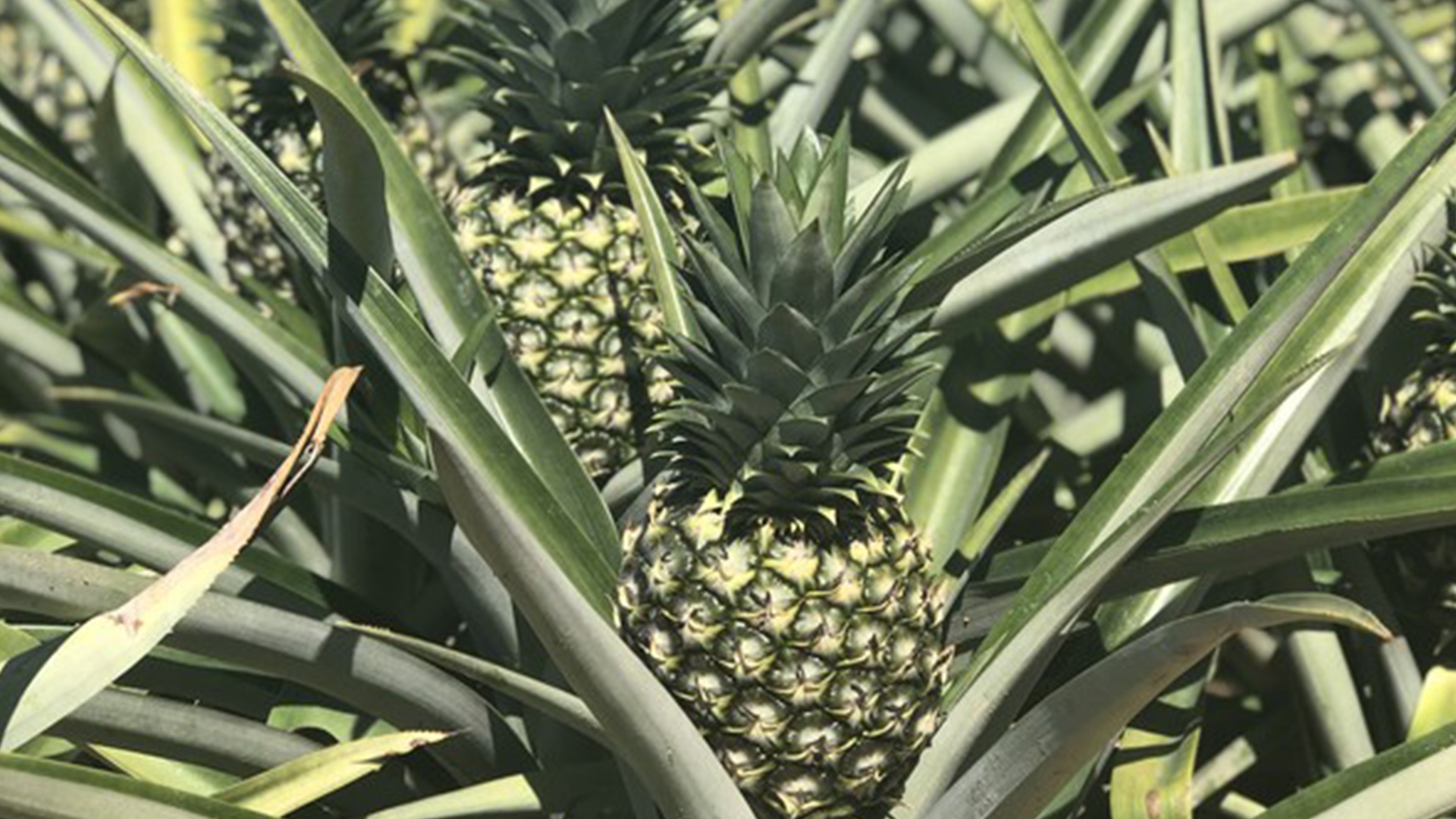 Indian farmers to stop Pineapple Exports to Nepal