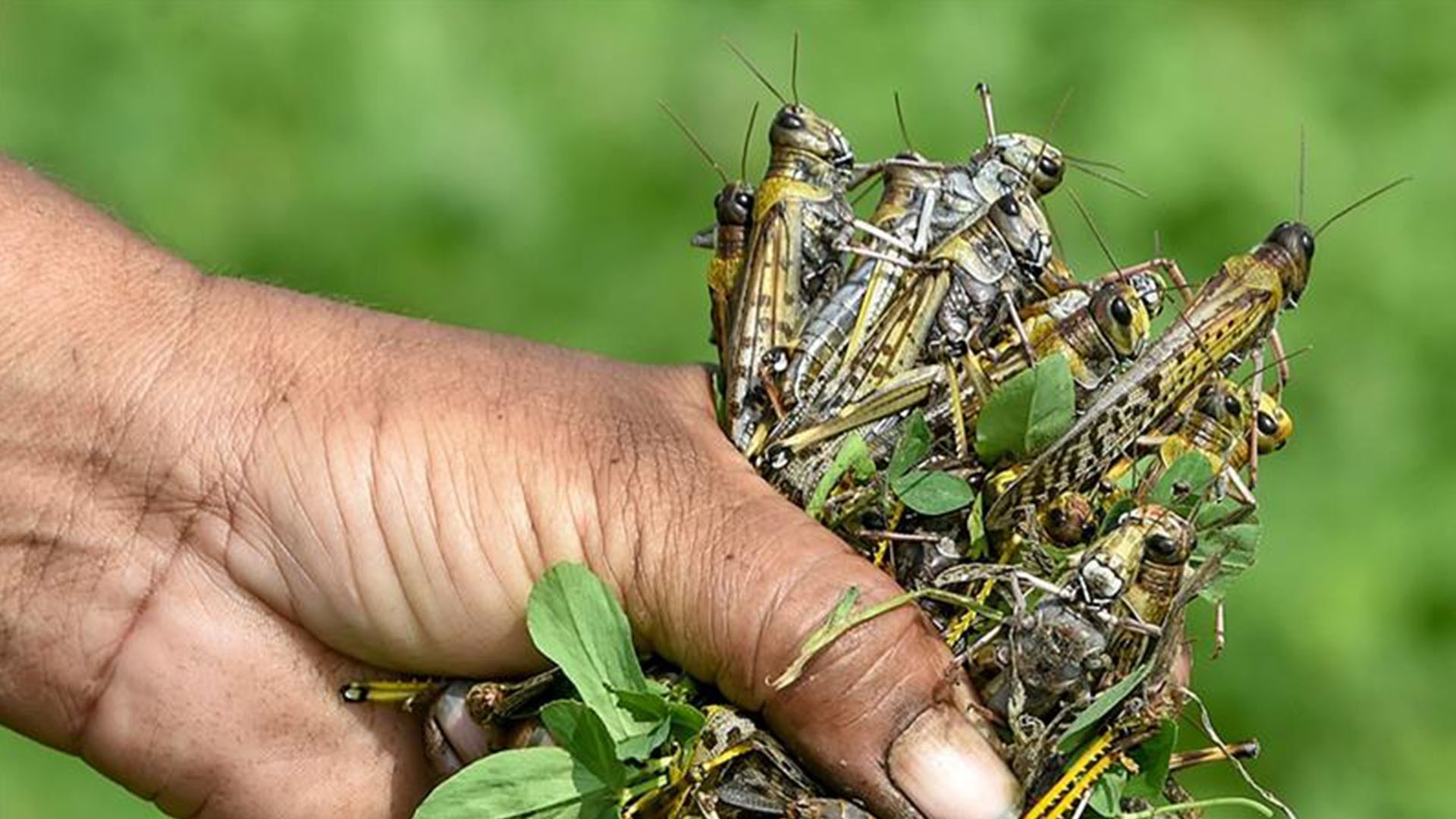 Sudurpaschim Province Govt to buy Locusts