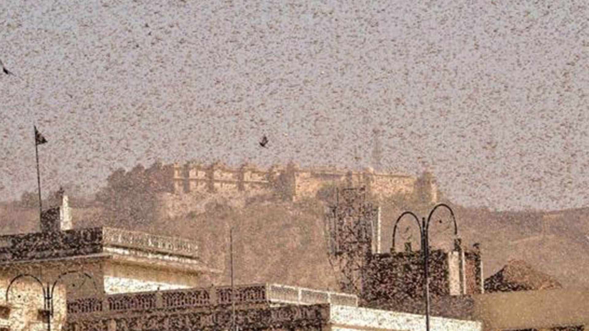 Gurugram, New Delhi's satellite city, invaded by Locusts