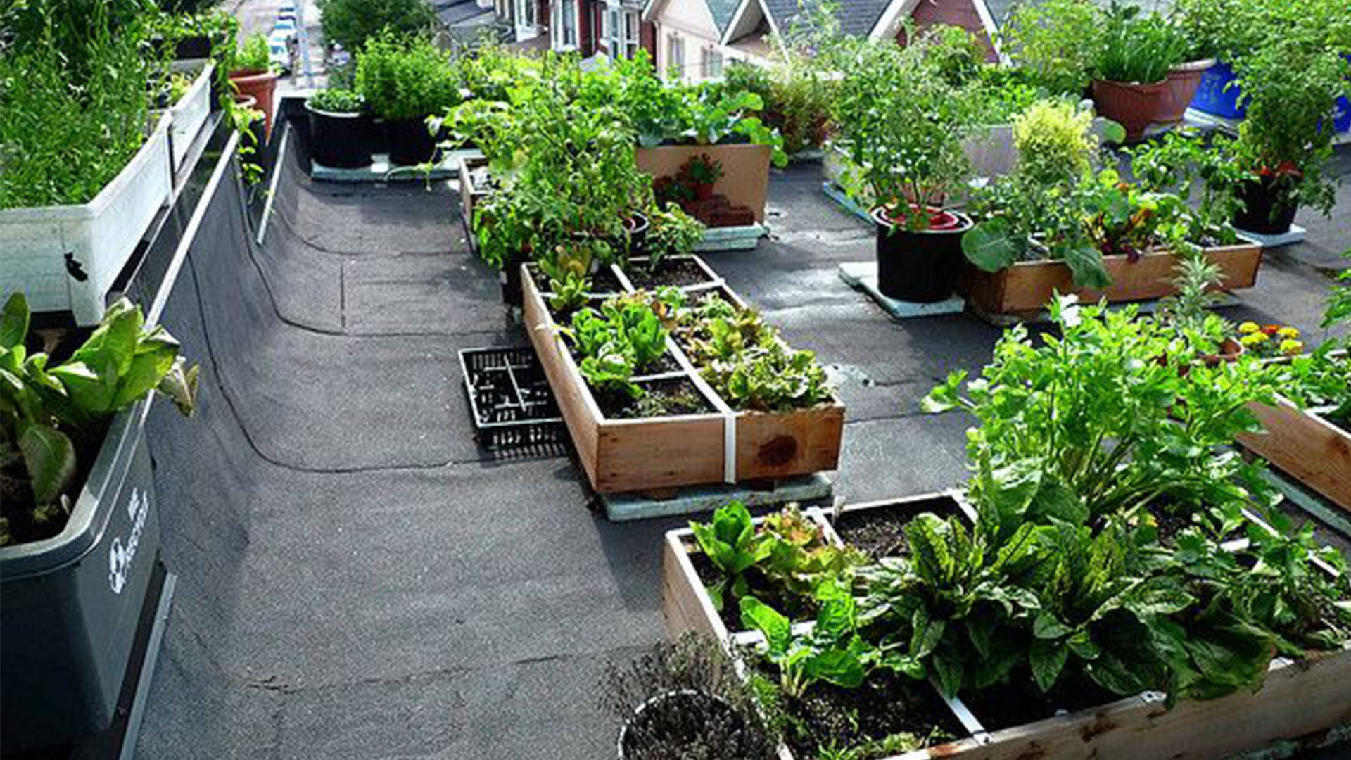 Growing your own food at roof organically