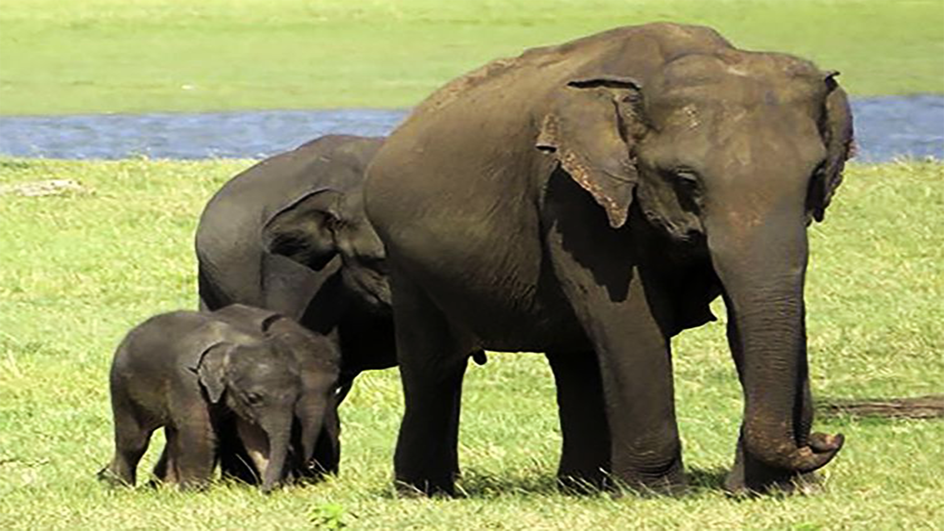 Baby Elephant Twins Spotted in Sri Lanka