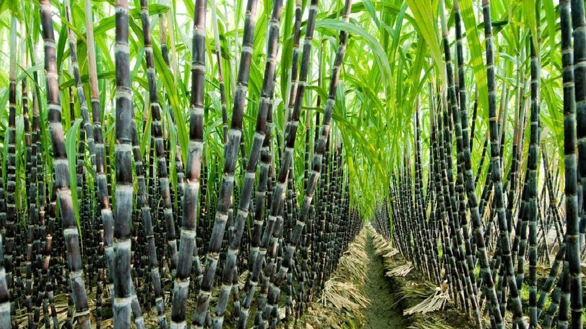 Sugarcane farmers on agitation again