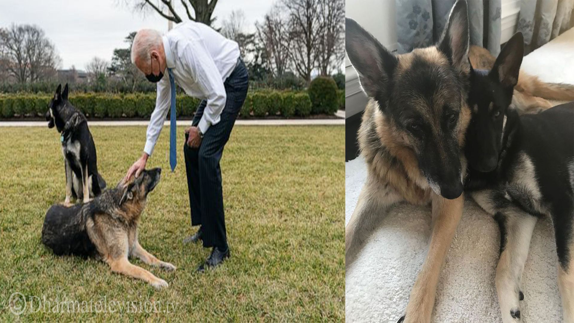 US President Biden's dog expelled from White House