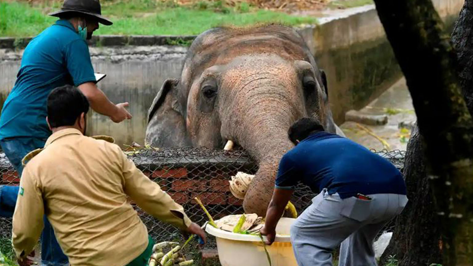 'World’s loneliest elephant' allowed to leave zoo for better life